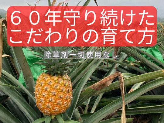 《MAX糖度20℃》石垣島産大玉ゴールドパイン　7㎏（5～7個）
