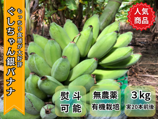 【７月下旬頃発送】もっちり！ぐしちゃん銀バナナ／約3kg・実20本前後